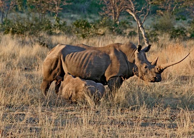 199 Ongava game reserve, little ongava, neushoorn met kleintje.JPG